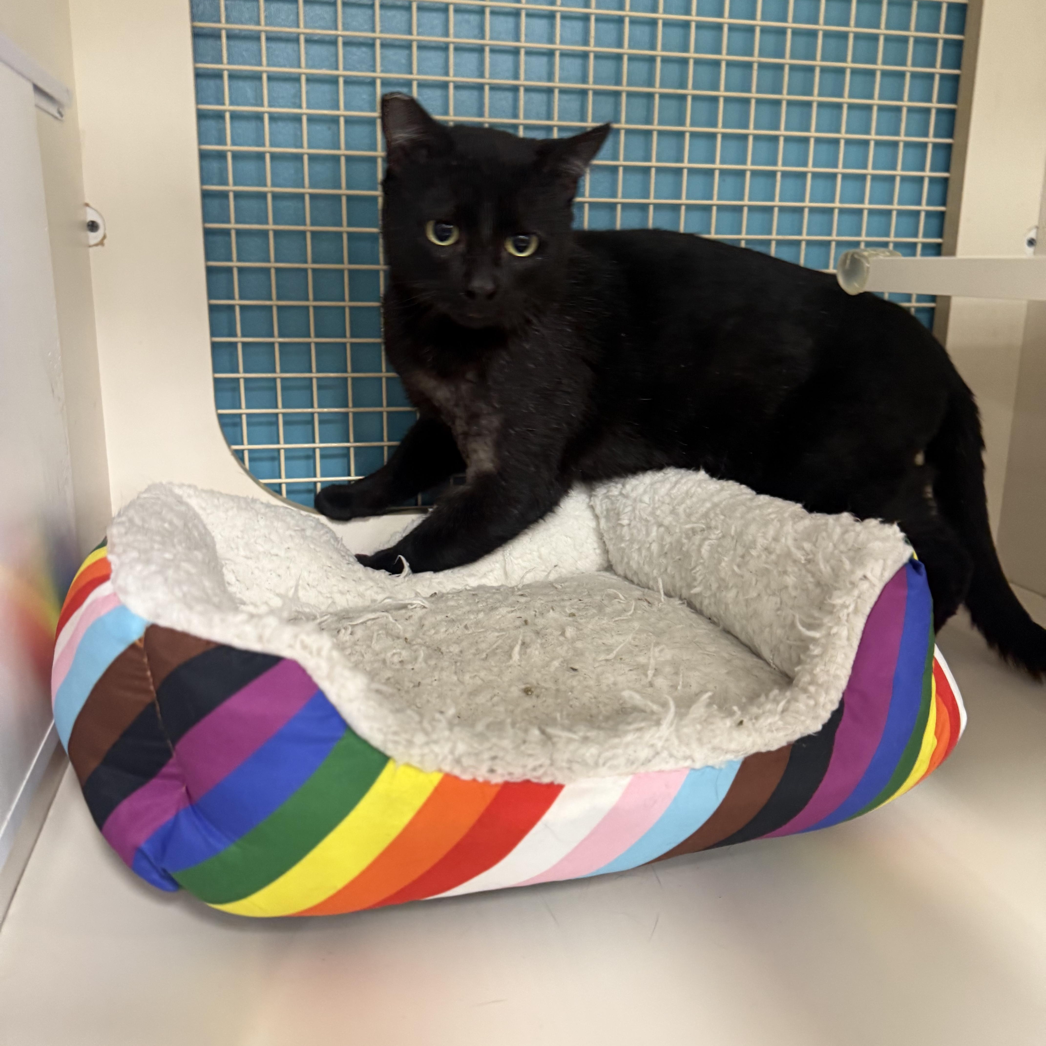 Family Man, ADOPTABLE, Adult Male Burmese.