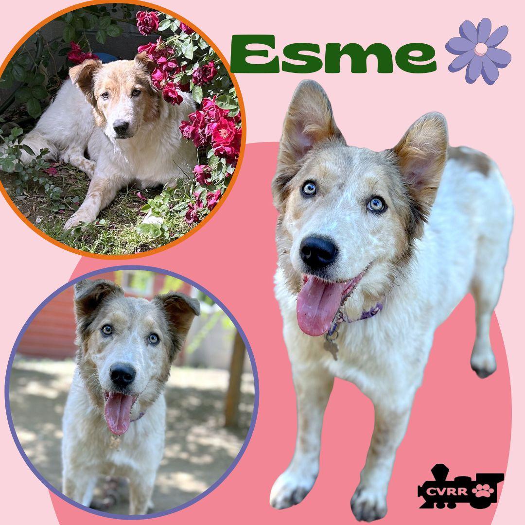 Esme, Adoptable, Adult Female Cattle Dog & Collie.
