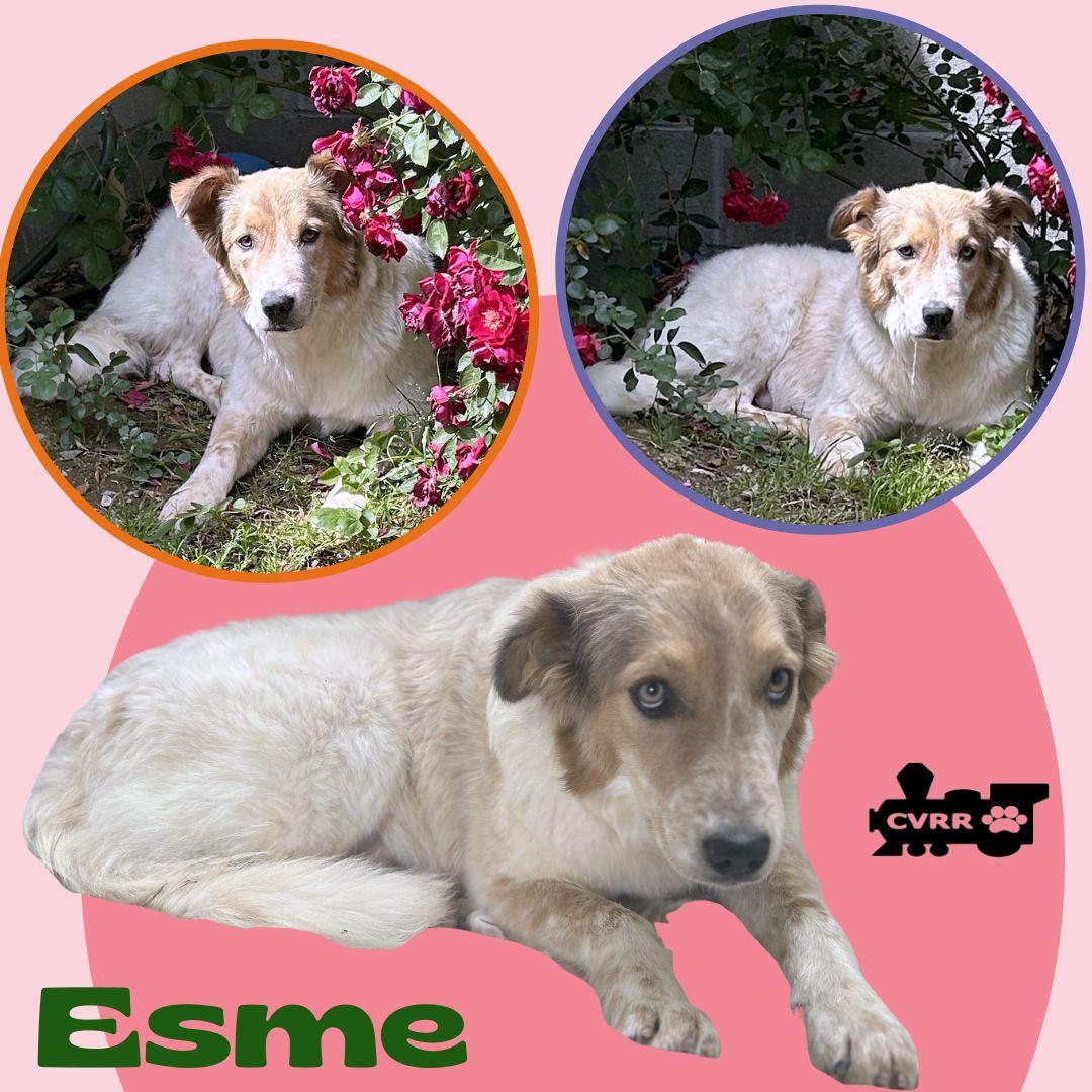 Esme, Adoptable, Adult Female Cattle Dog & Collie.