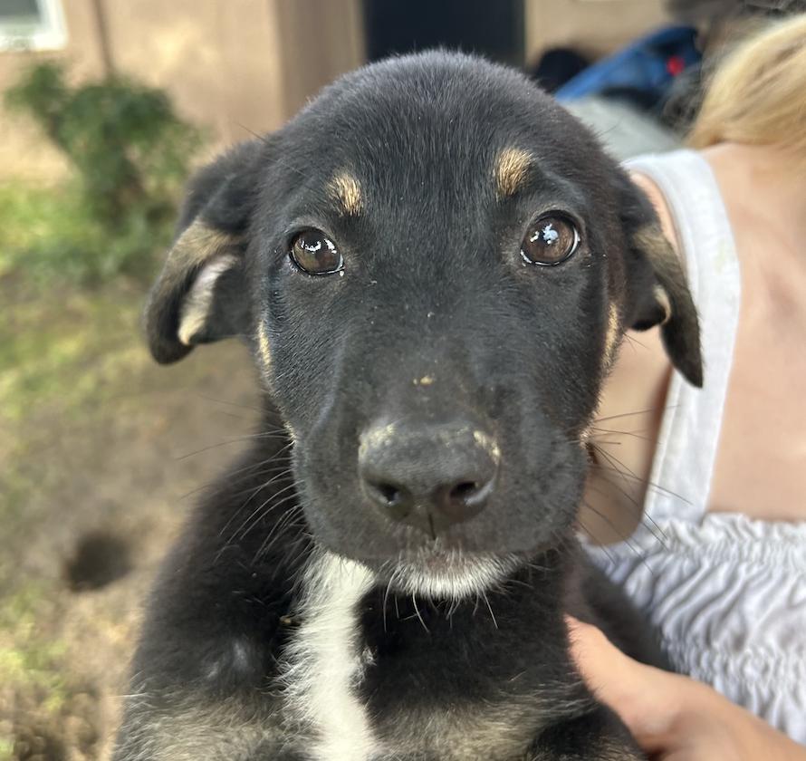 Enlarge Dumbo, a Adopted German Shepherd Dog in Discovery Bay, CA image 3/4