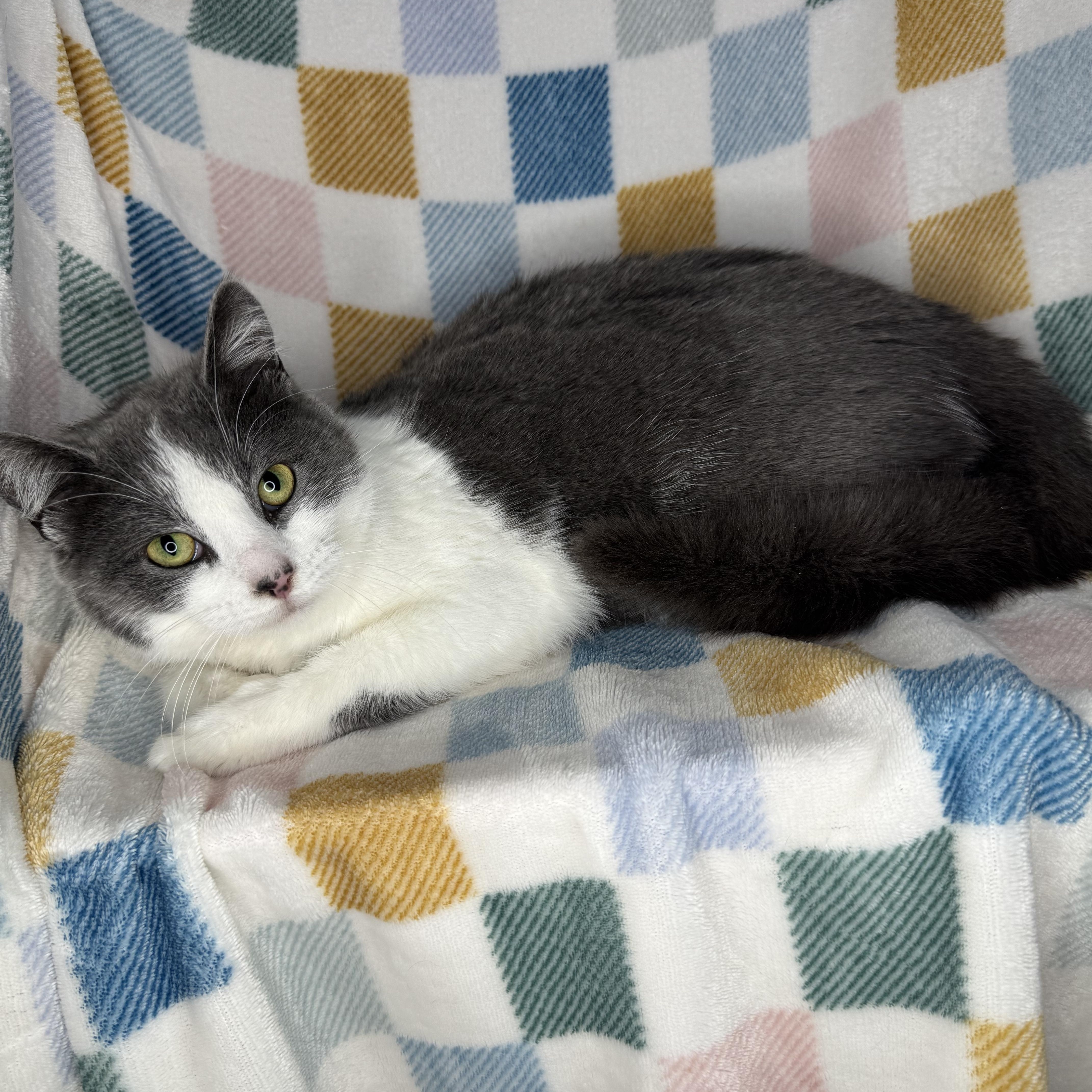 Vesti, Adoptable, Young Female Russian Blue & Chartreux.