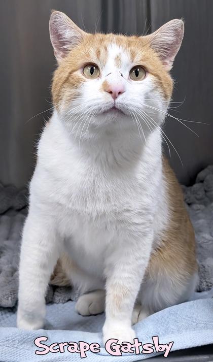 Enlarge Scrape Gatsby (Blue Collar), a Adoptable mixed breed in Mason, MI image 1/2