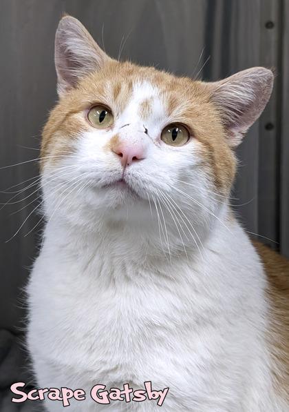 Enlarge Scrape Gatsby (Blue Collar), a Adoptable mixed breed in Mason, MI image 2/2