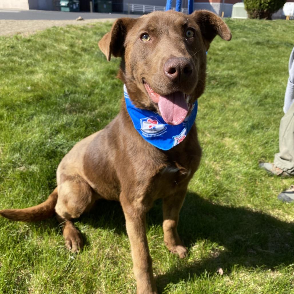 Enlarge Yogurt, a Adoptable mixed breed in Spokane, WA image 1/6