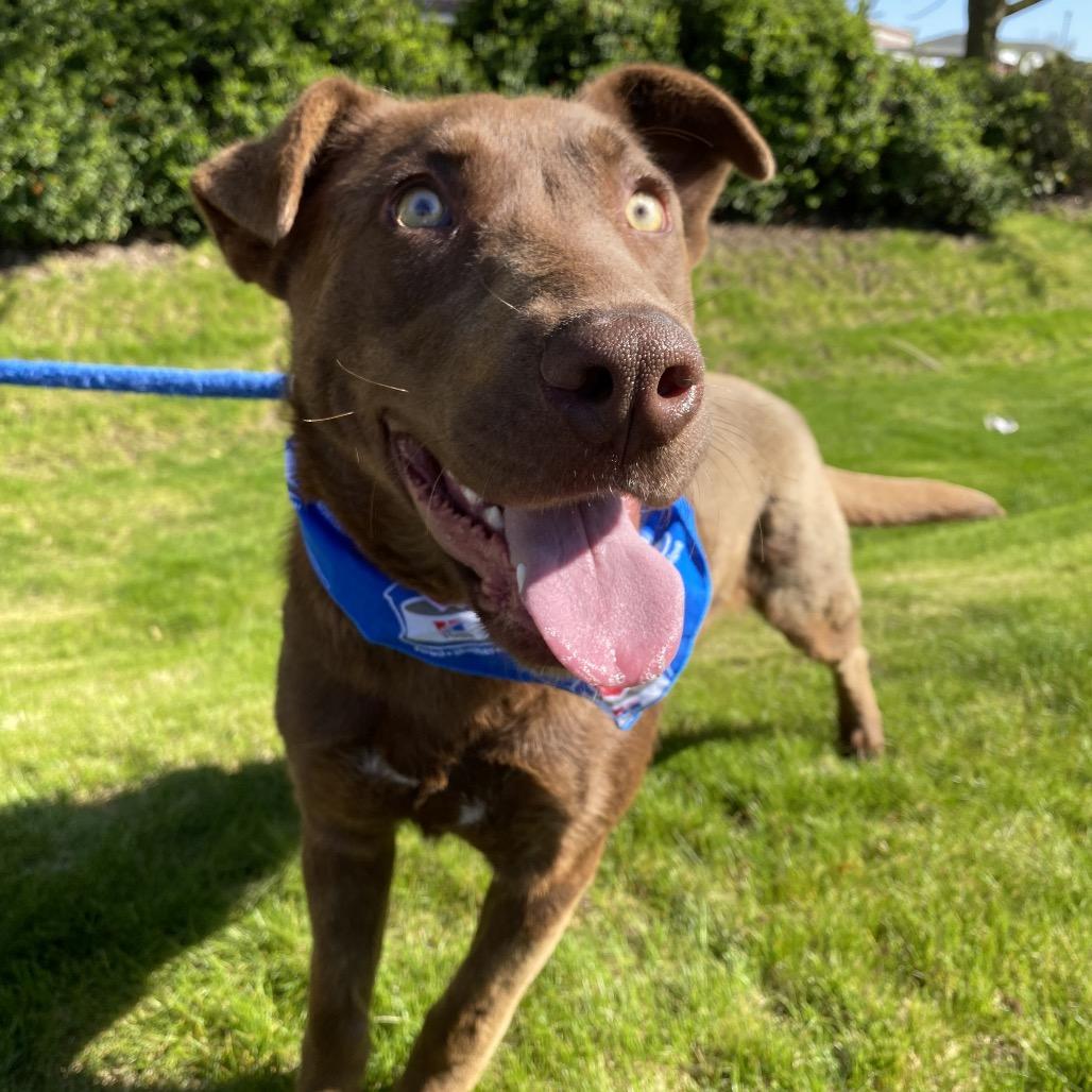 Enlarge Yogurt, a Adoptable mixed breed in Spokane, WA image 2/6