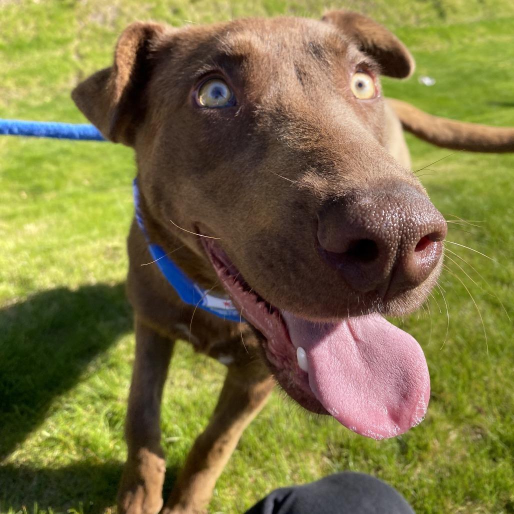 Enlarge Yogurt, a Adoptable mixed breed in Spokane, WA image 3/6