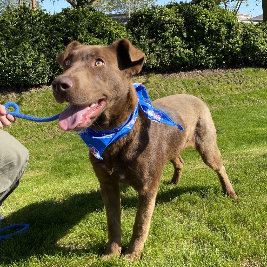 Enlarge Yogurt, a Adoptable mixed breed in Spokane, WA image 4/6