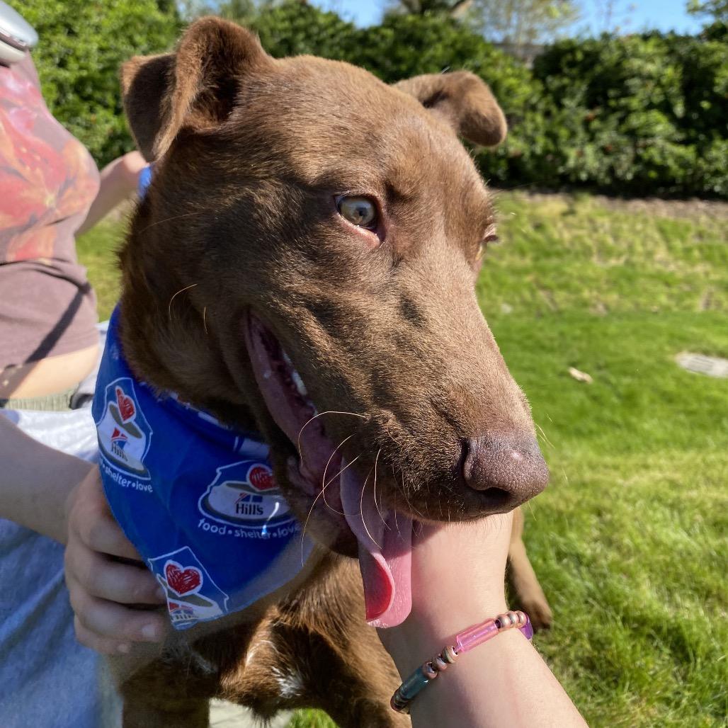 Enlarge Yogurt, a Adoptable mixed breed in Spokane, WA image 5/6