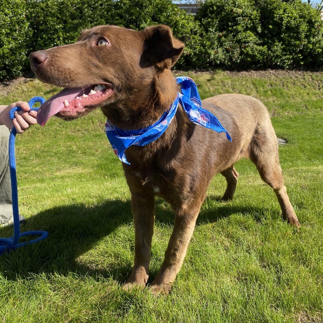 Enlarge Yogurt, a Adoptable mixed breed in Spokane, WA image 6/6