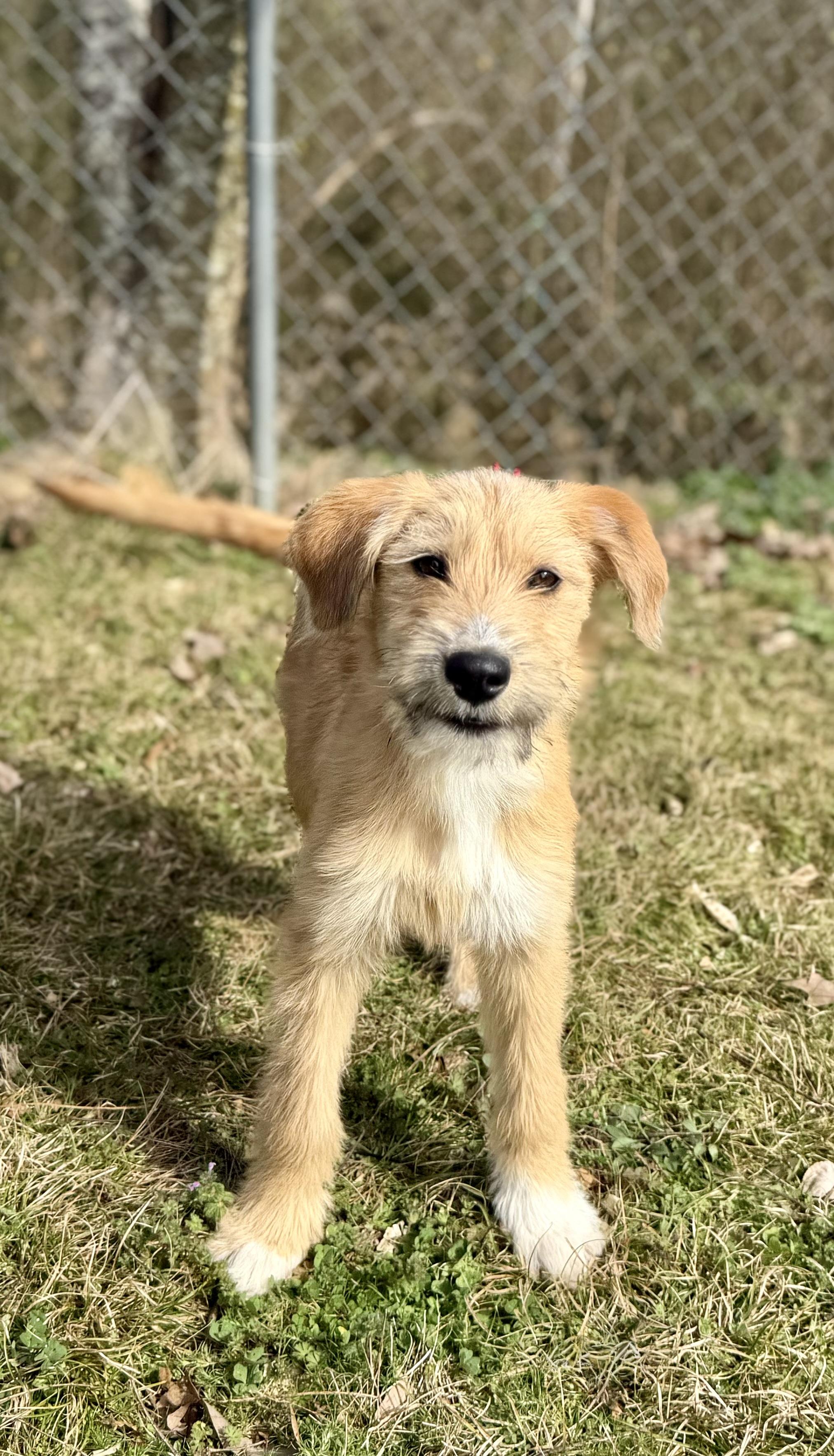 Evie *LOVES WATER*, an adopted mixed breed in East Hartford, CT image 2/4