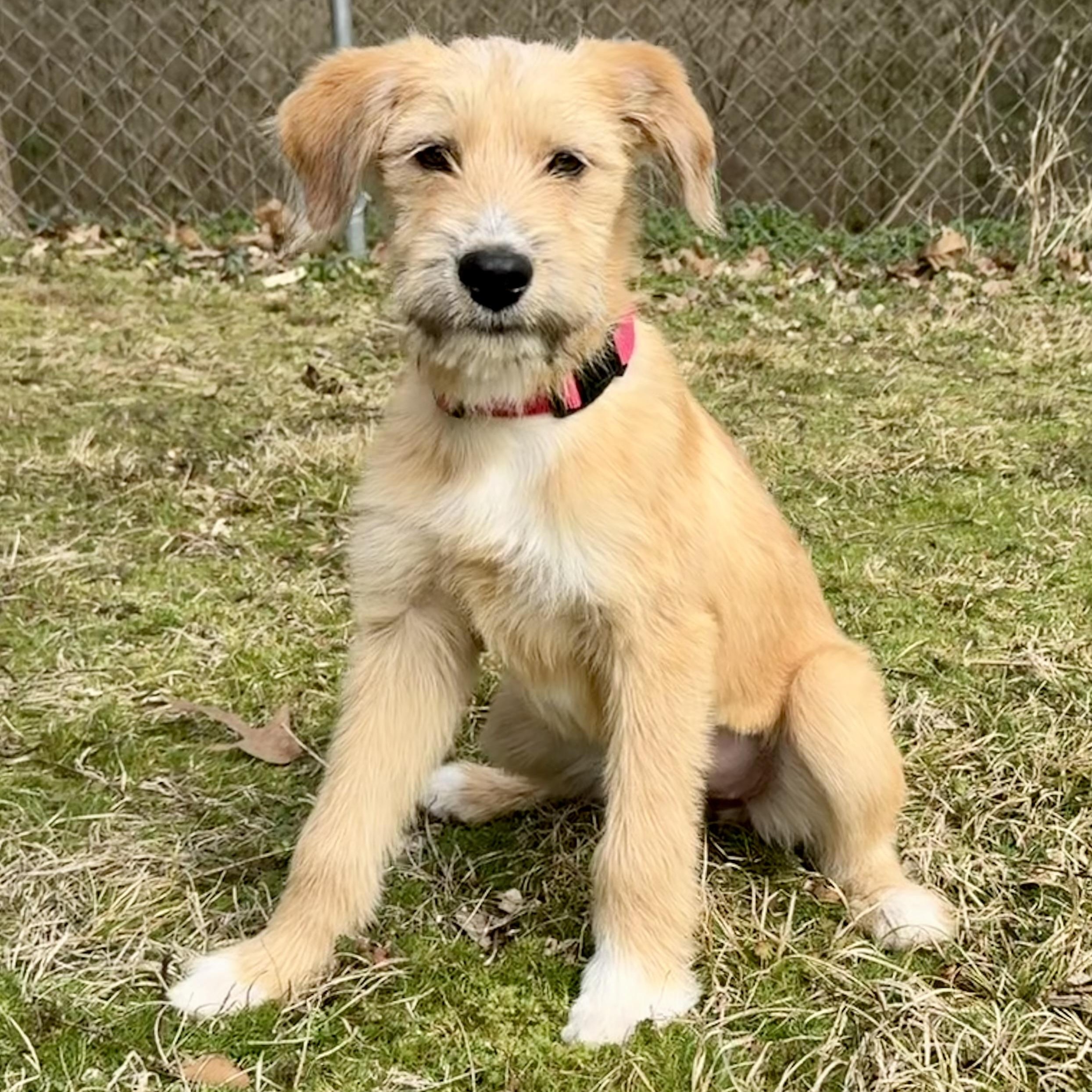 Evie *LOVES WATER*, an adopted mixed breed in East Hartford, CT image 3/4