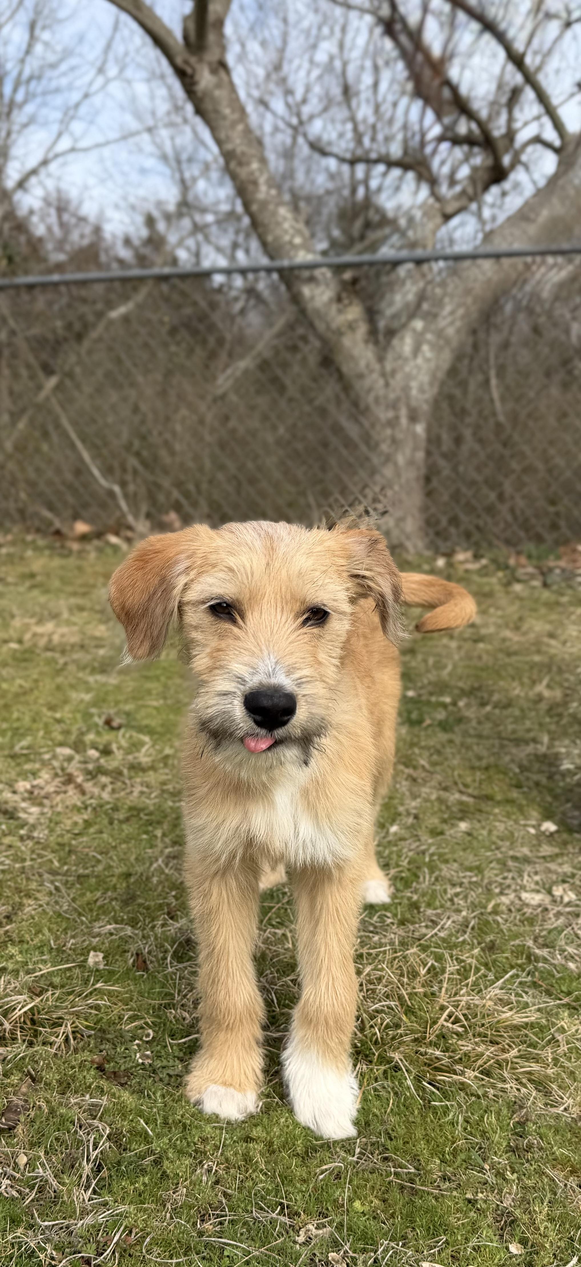 Evie *LOVES WATER*, an adopted mixed breed in East Hartford, CT image 4/4