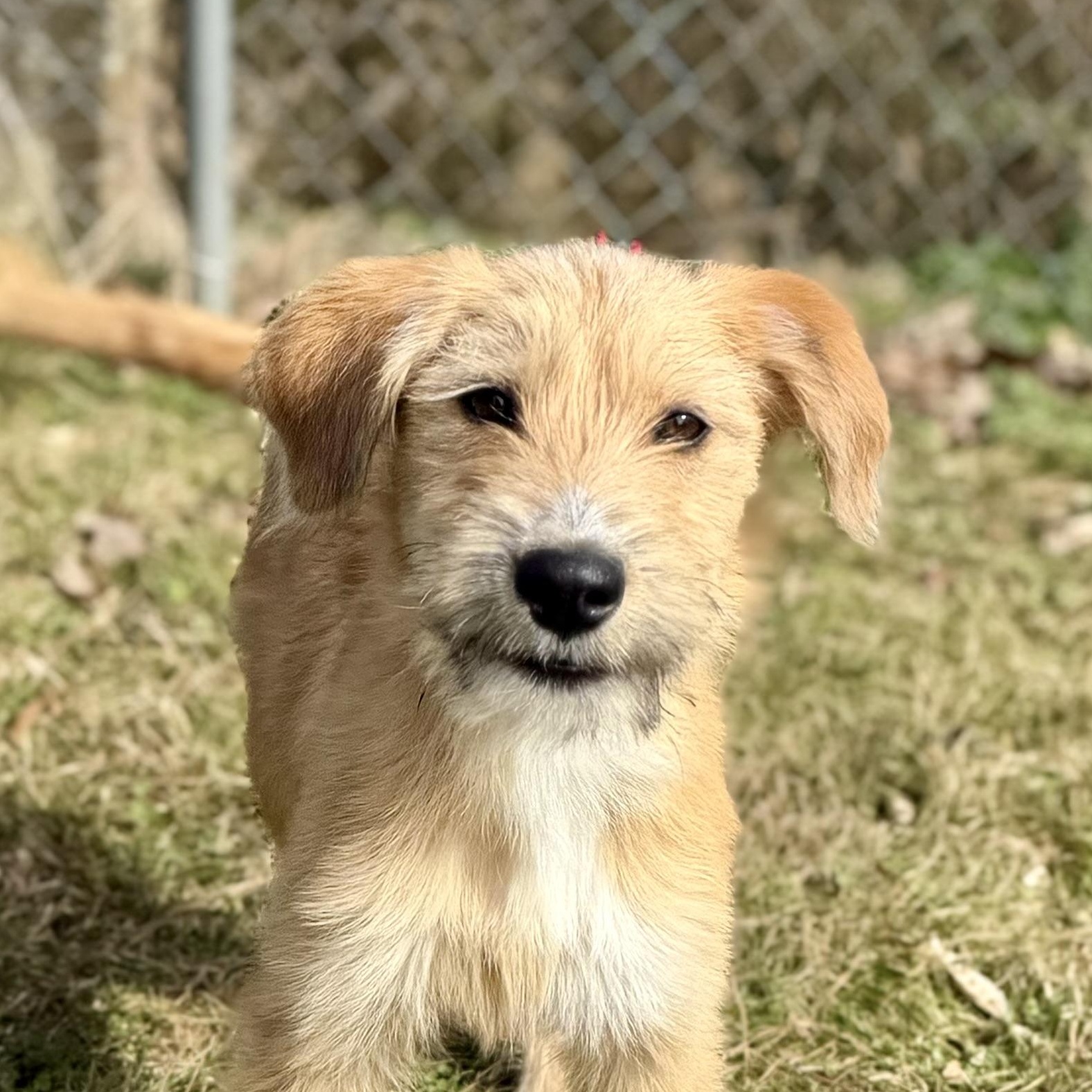 Evie *LOVES WATER*, an adopted mixed breed in East Hartford, CT image 1/4