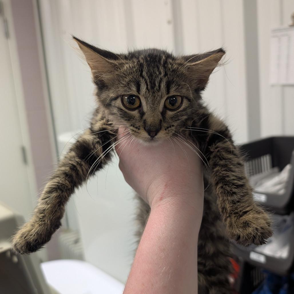 Marriott, Adoptable, Kitten Female Domestic Medium Hair.