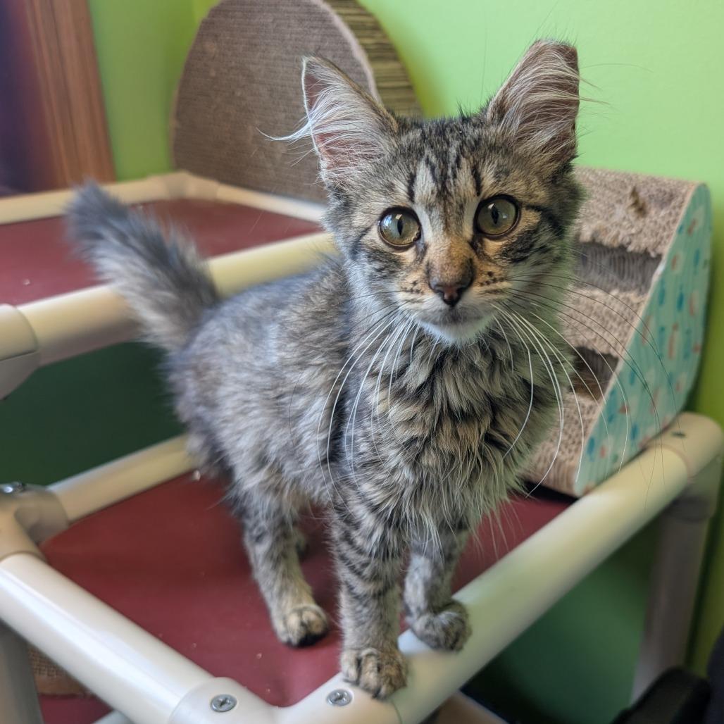 Marriott, a Adoptable Domestic Medium Hair in Emporia, KS image 2/3