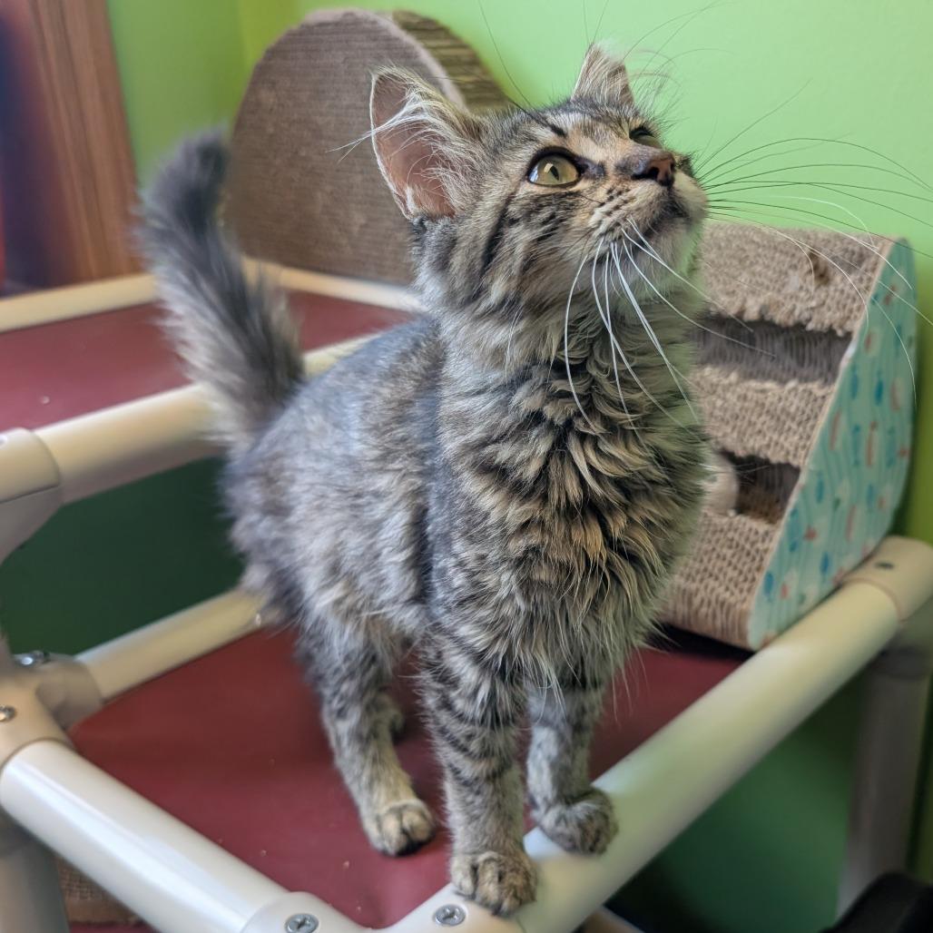 Marriott, a Adoptable Domestic Medium Hair in Emporia, KS image 3/3