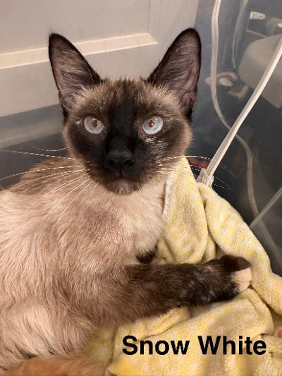 Snow White, an adopted Domestic Short Hair in Mokena, IL image 2/3