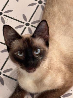 Snow White, adopted, Young Female Domestic Short Hair.