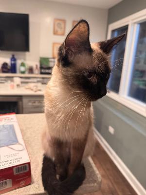 Snow White, an adopted Domestic Short Hair in Mokena, IL image 3/3