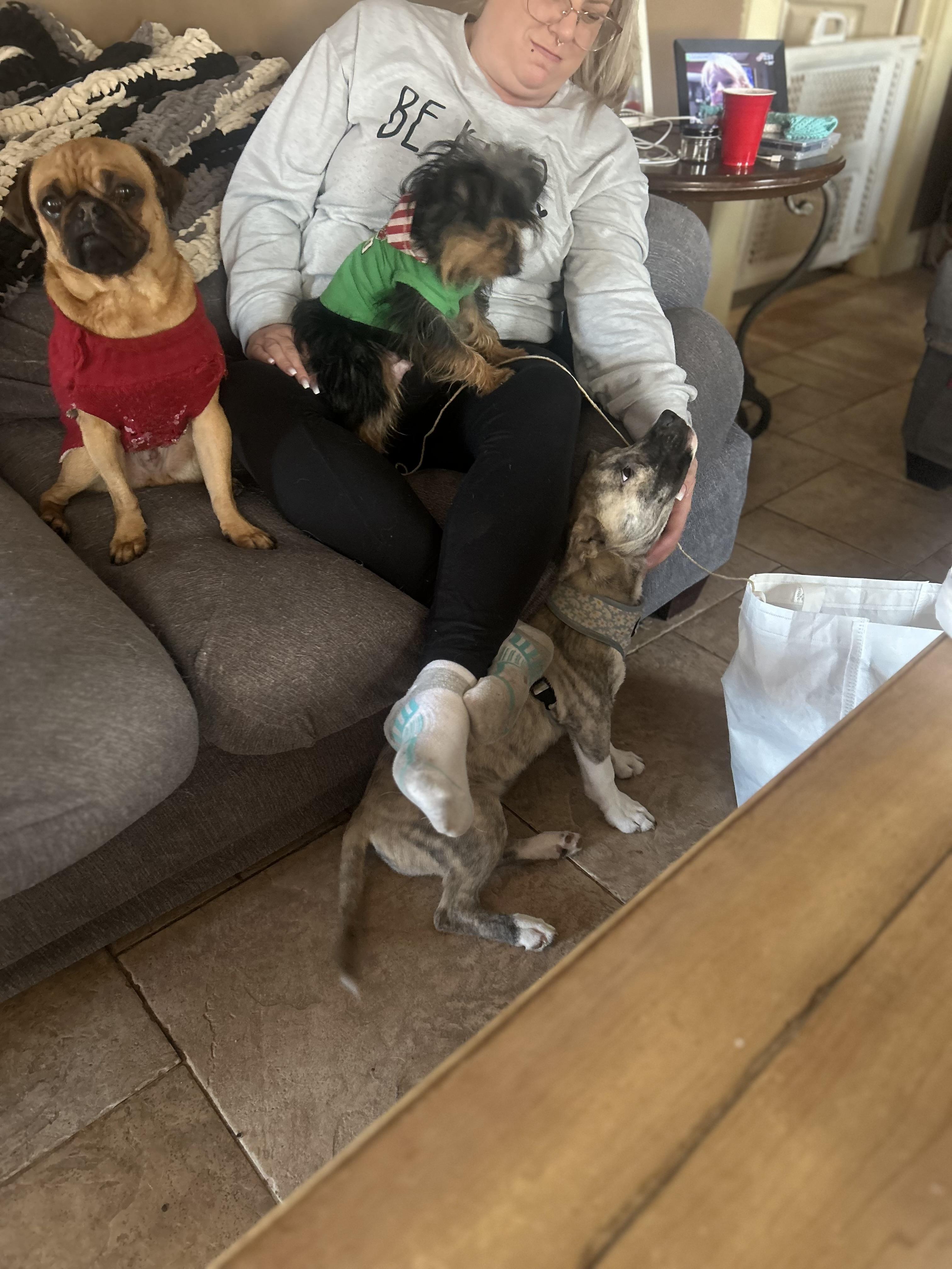 Kisses, Adoptable, Puppy Female Akita & Husky.