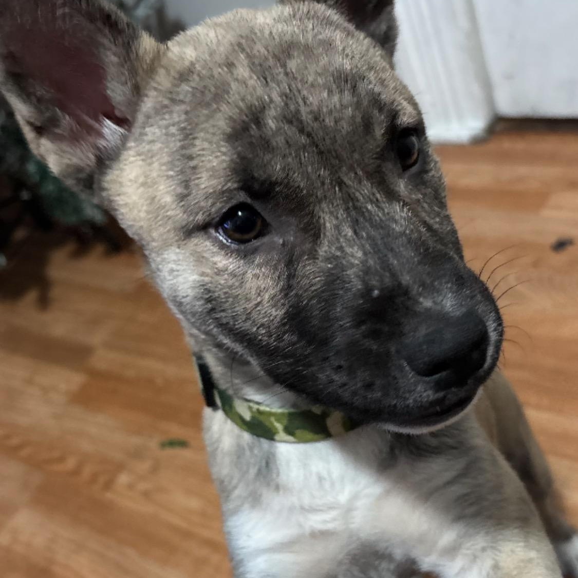 Enlarge Kisses, a Adoptable mixed breed in Wrightstown, NJ image 3/5