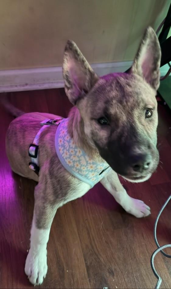 Enlarge Kisses, a Adoptable mixed breed in Wrightstown, NJ image 4/5