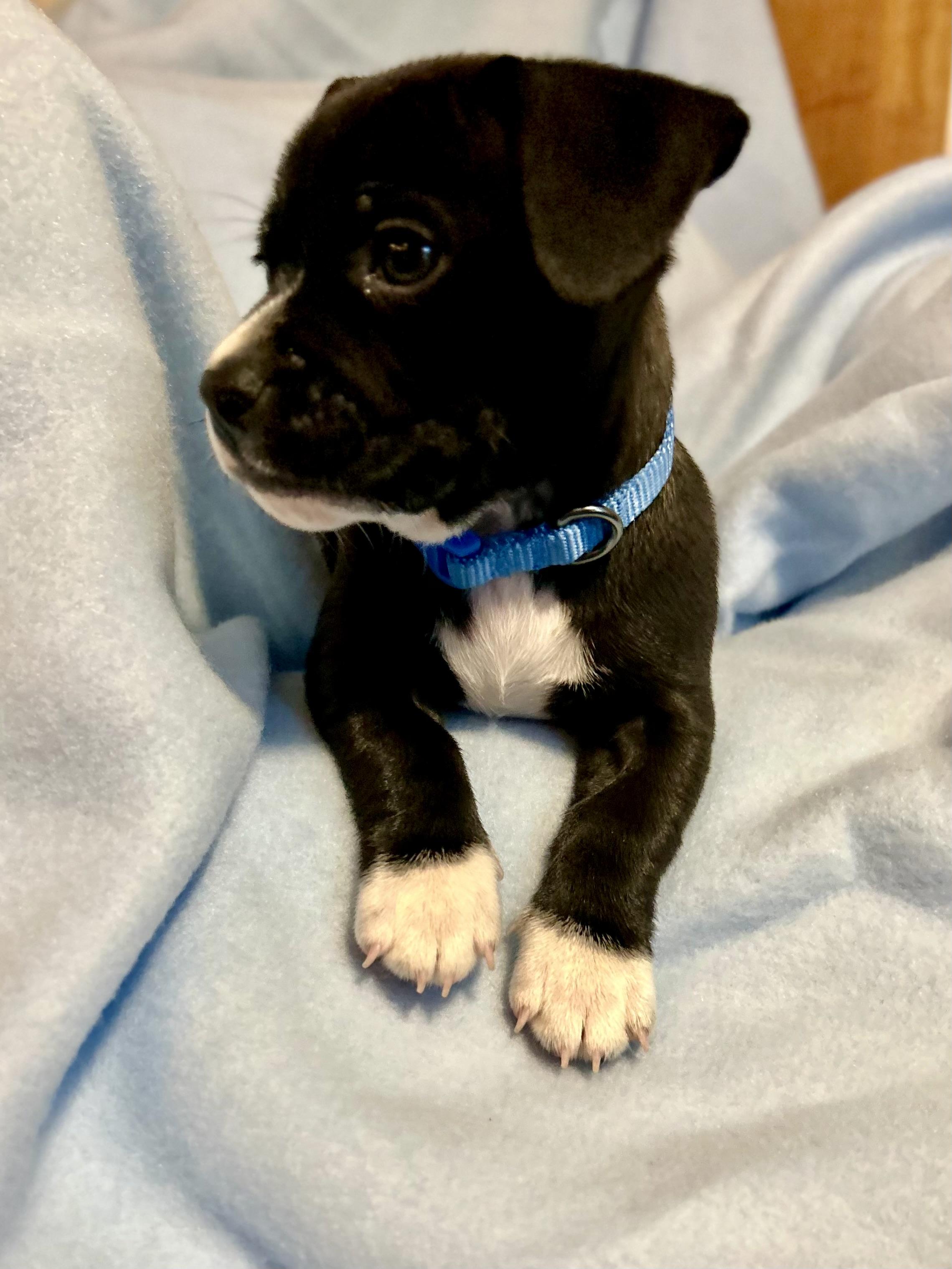 Enlarge Butterball, a Adoptable Chihuahua in Bonney Lake, WA image 2/5