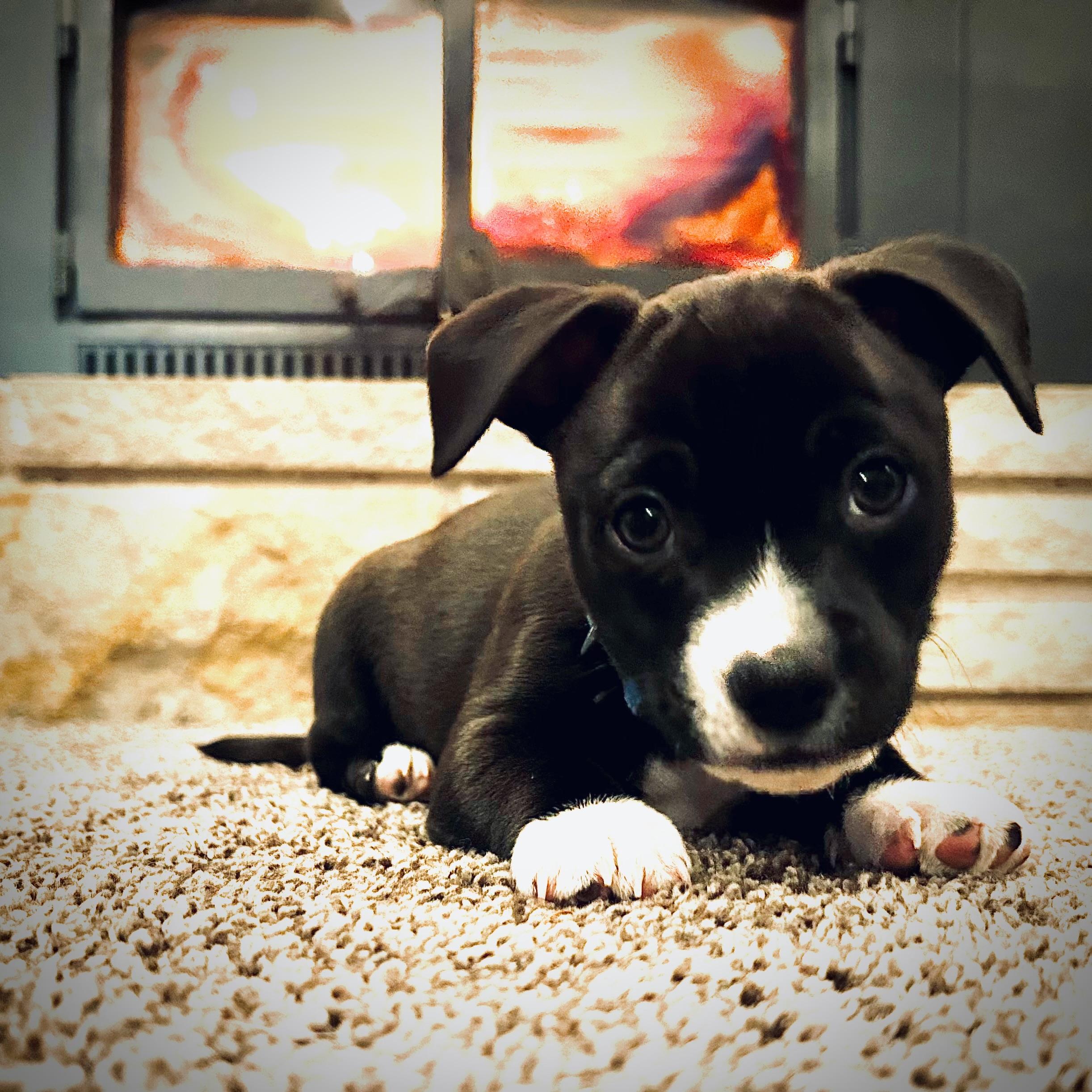 Enlarge Butterball, a Adoptable Chihuahua in Bonney Lake, WA image 3/5