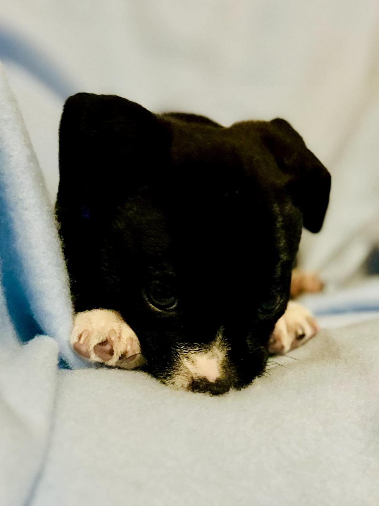 Enlarge Butterball, a Adoptable Chihuahua in Bonney Lake, WA image 4/5