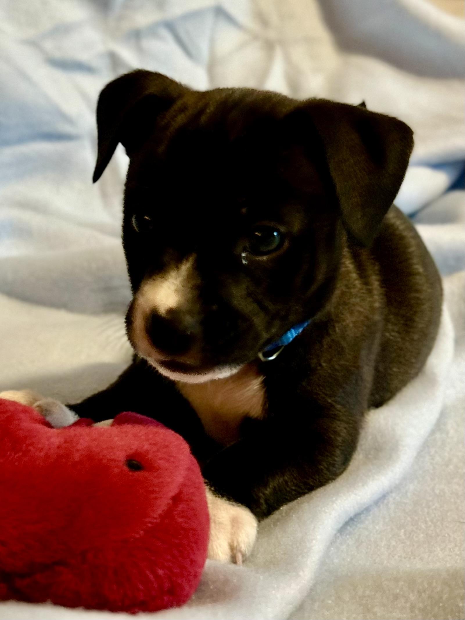 Enlarge Butterball, a Adoptable Chihuahua in Bonney Lake, WA image 1/5