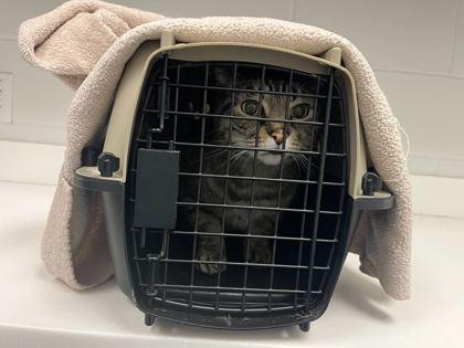 Enlarge Patsy, a Adoptable mixed breed in Kansas City, MO image 1/1