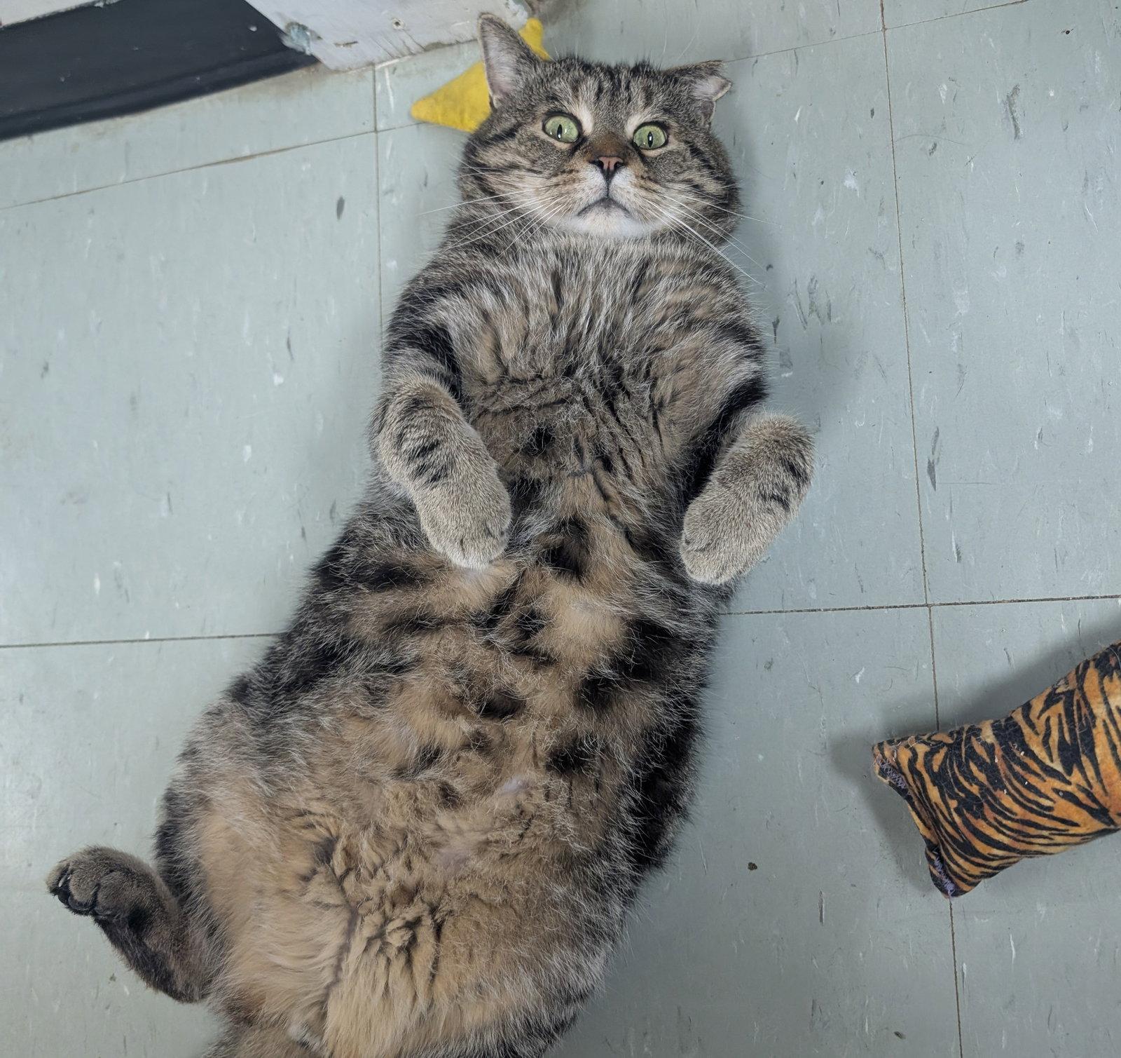 Richie, Adoptable, Adult Male Domestic Short Hair.