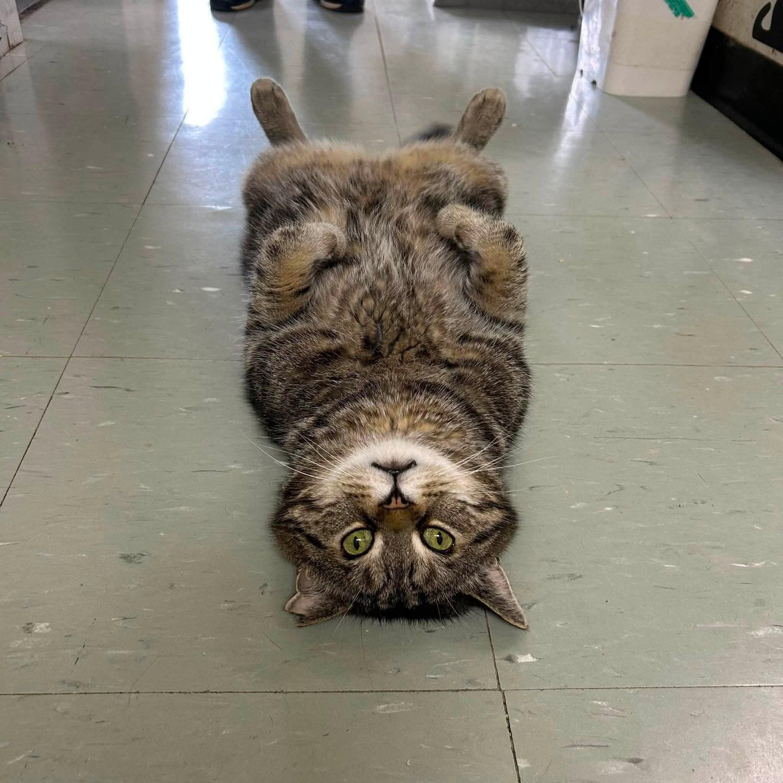 Enlarge Richie, a Adoptable Domestic Short Hair in Montreal, QC image 2/3