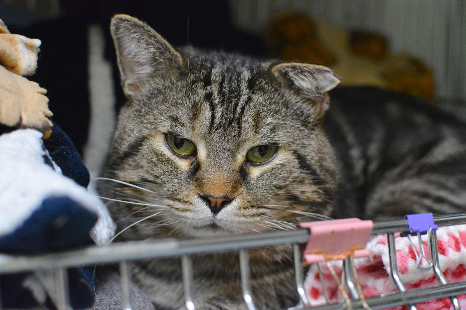 Richie, a Adoptable Domestic Short Hair in Montreal, QC image 2/3
