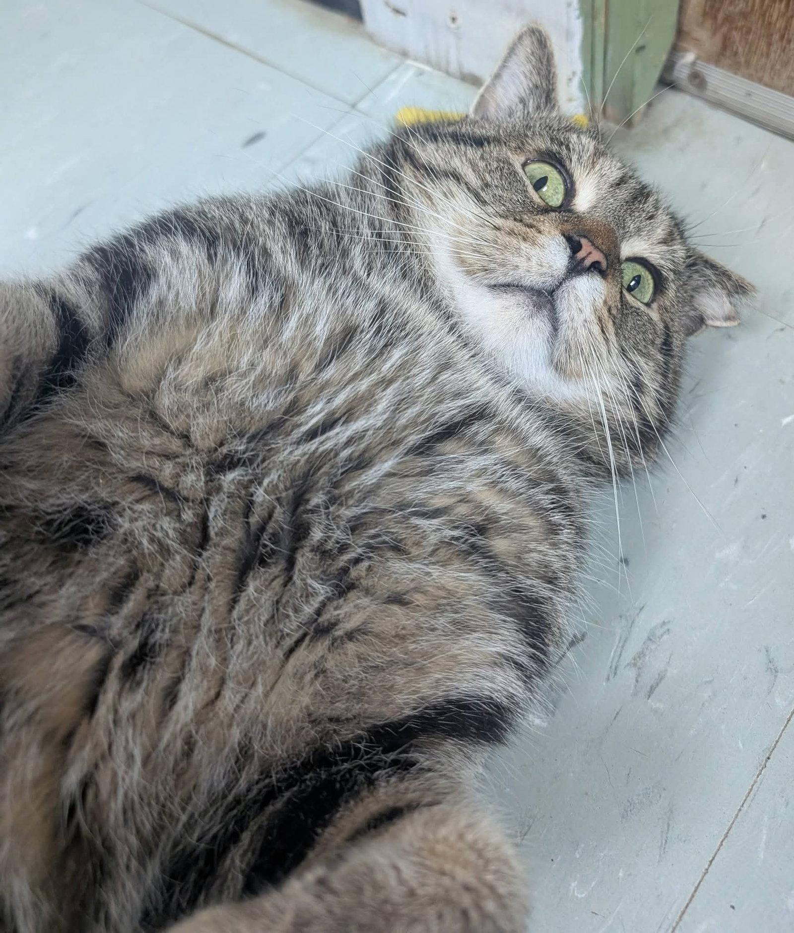 Enlarge Richie, a Adoptable Domestic Short Hair in Montreal, QC image 3/3