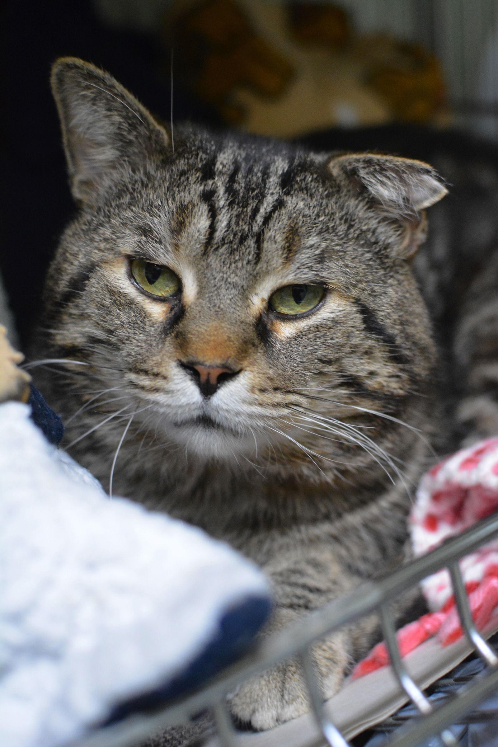 Richie, a Adoptable Domestic Short Hair in Montreal, QC image 3/3
