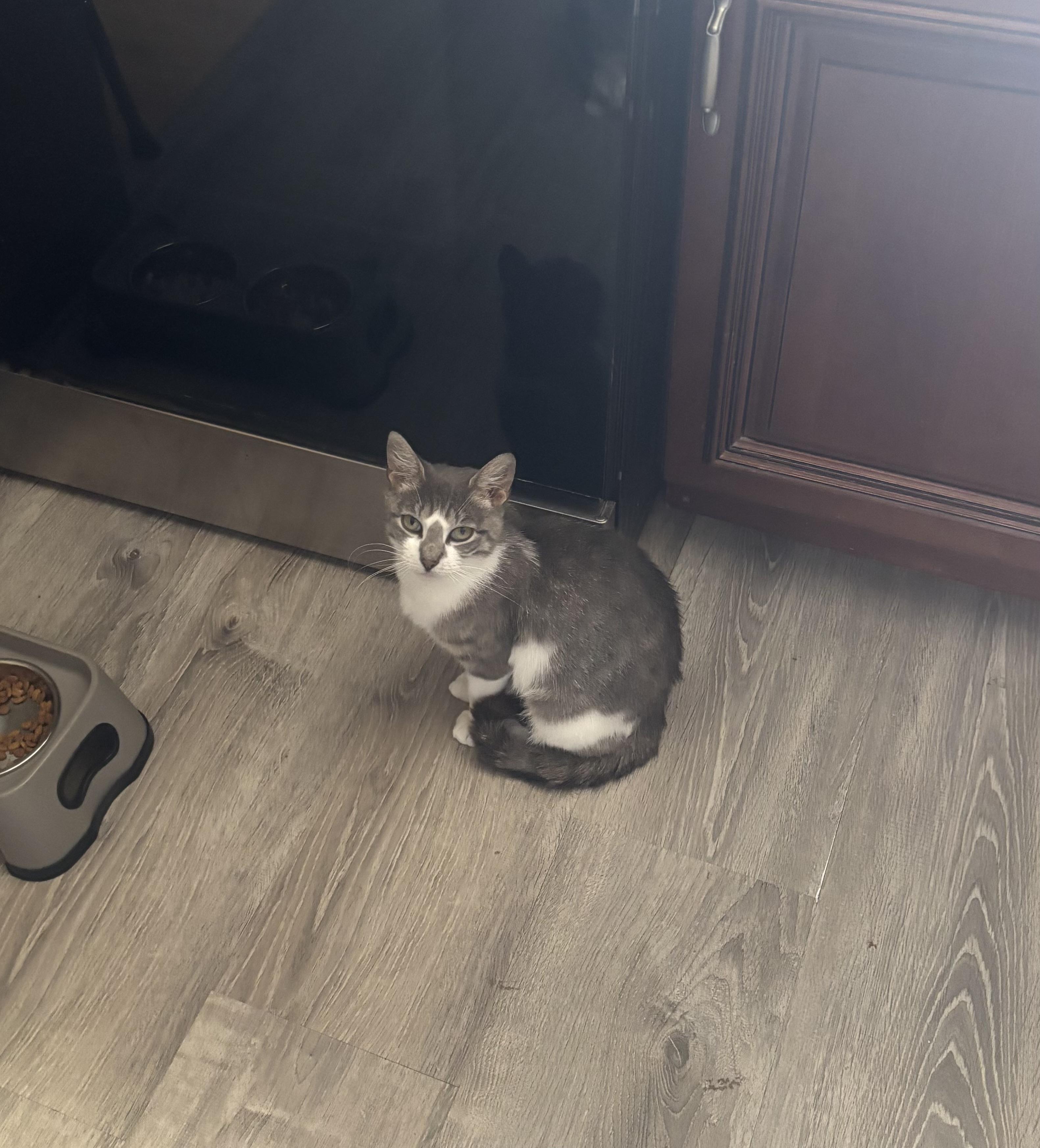 Nala, a Adoptable Domestic Short Hair in Cortland, NY image 4/4