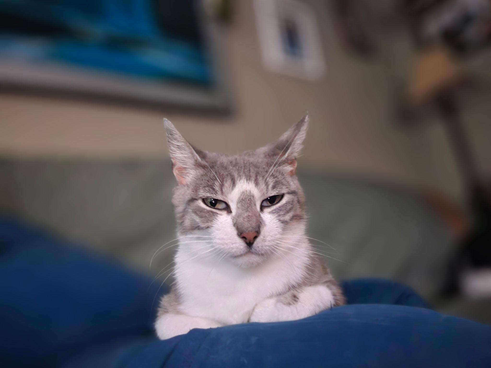 Nala, a Adoptable Domestic Short Hair in Cortland, NY image 3/4