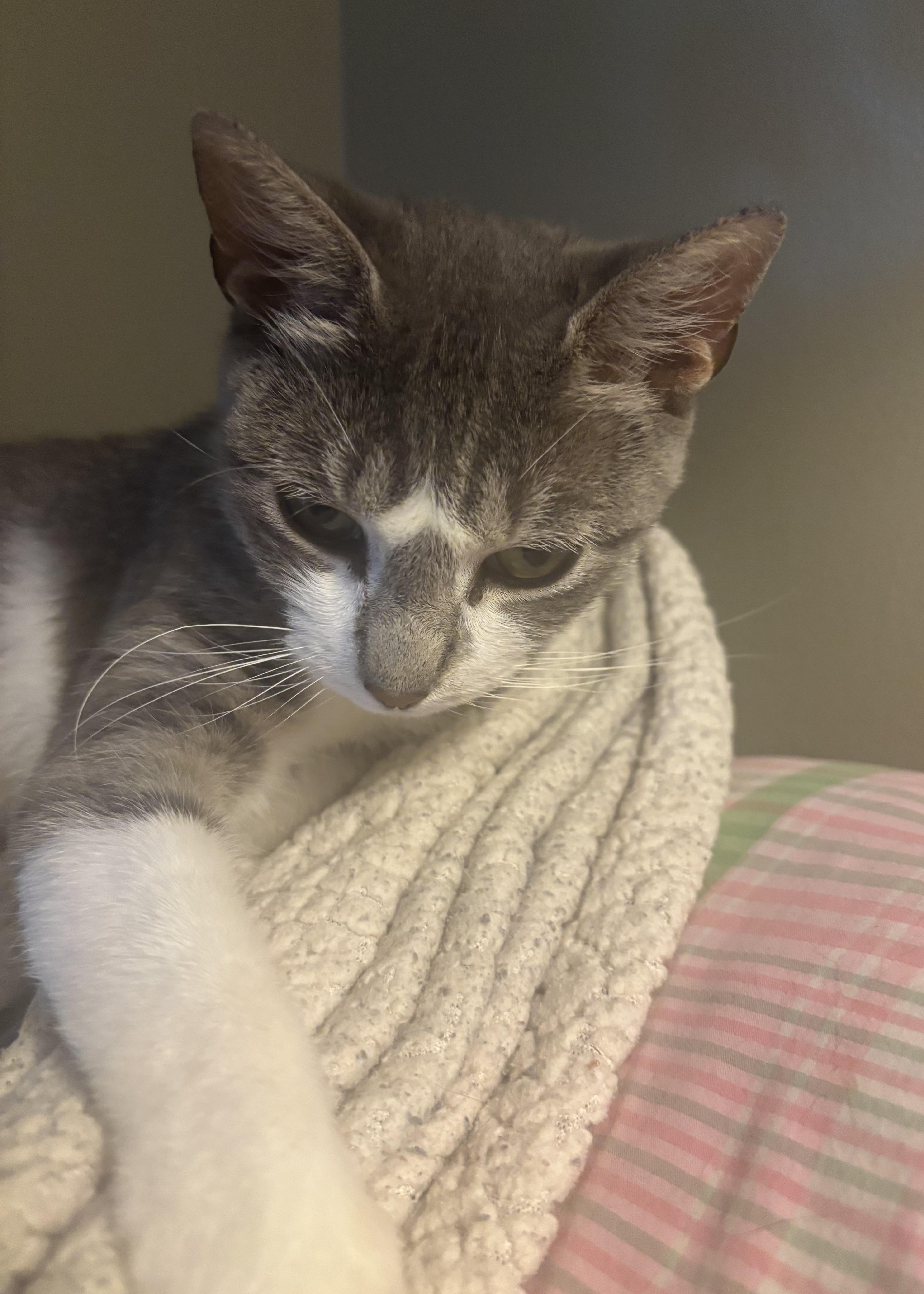 Nala, a Adoptable Domestic Short Hair in Cortland, NY image 2/4