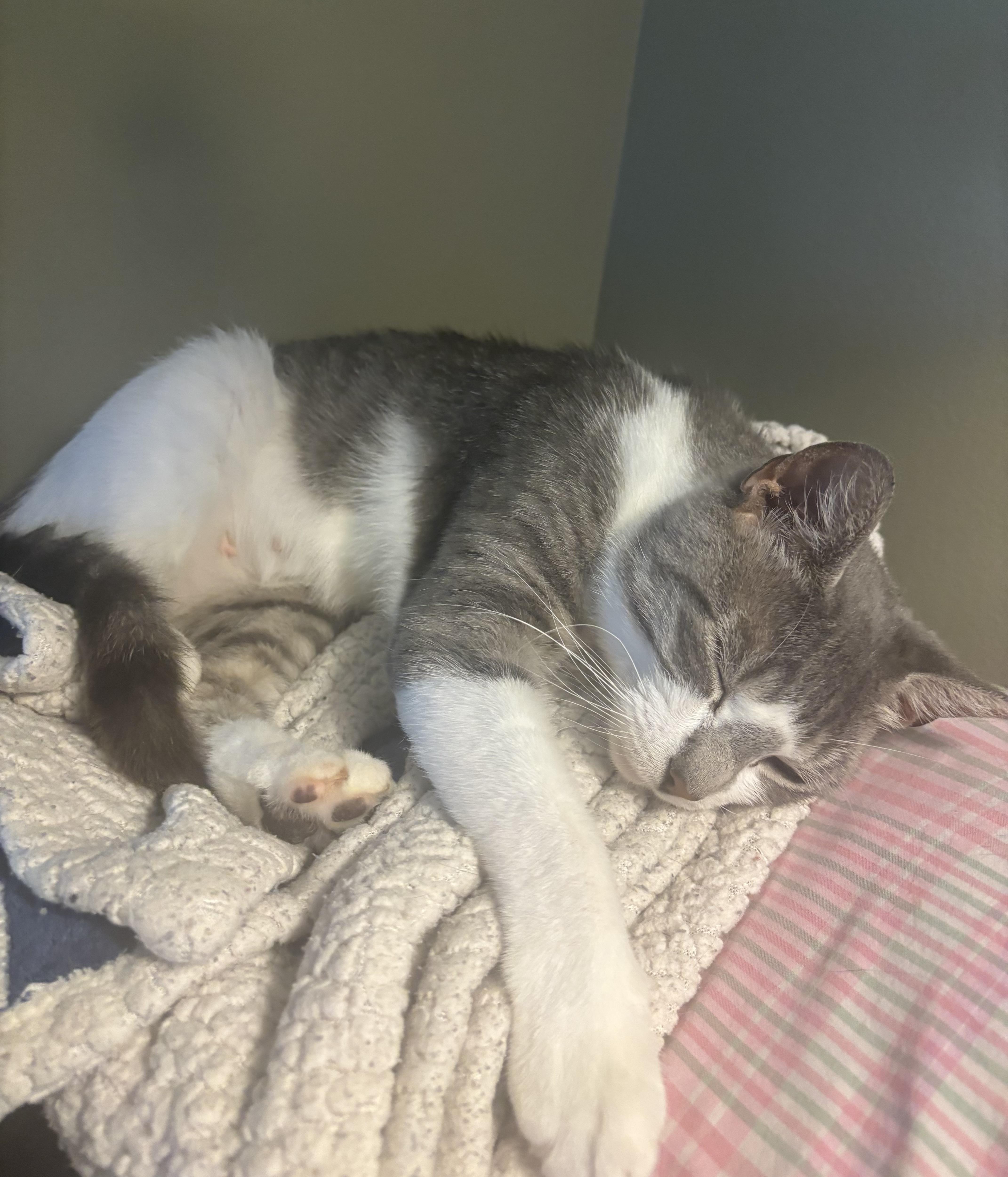 Nala, a Adoptable Domestic Short Hair in Cortland, NY image 1/4