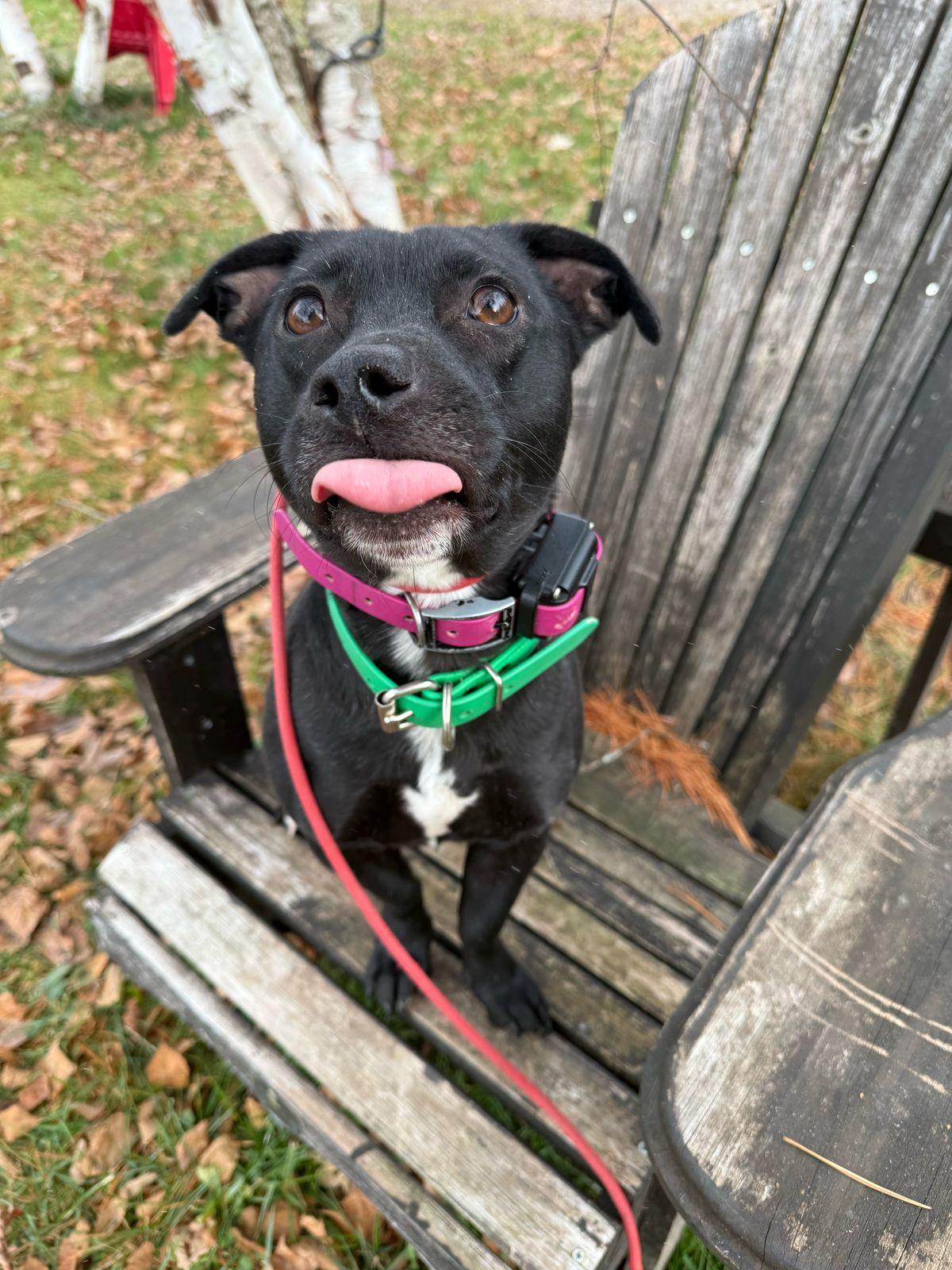 Enlarge Darwin, a Adoptable Mixed Breed in Bucerias, NAY image 3/6