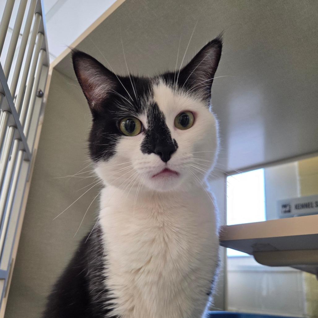 Enlarge Jinx (Petco), a Adoptable Domestic Short Hair in West Olive, MI image 1/6