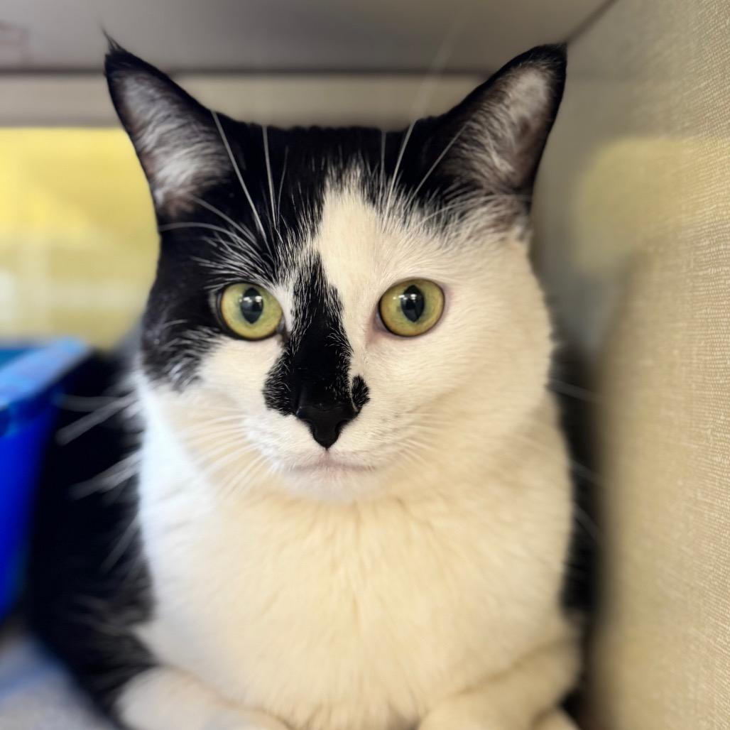 Enlarge Jinx (Petco), a Adoptable Domestic Short Hair in West Olive, MI image 2/6