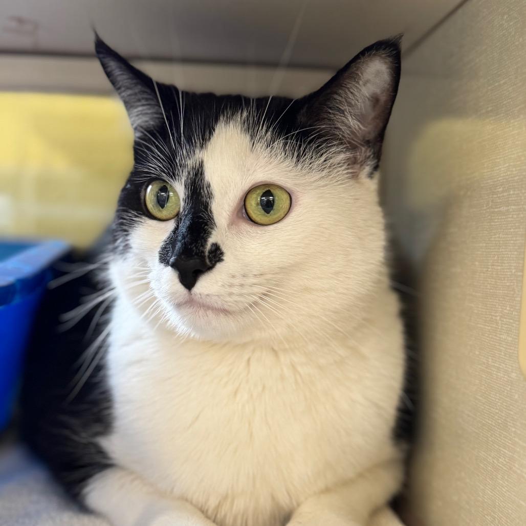 Enlarge Jinx (Petco), a Adoptable Domestic Short Hair in West Olive, MI image 3/6