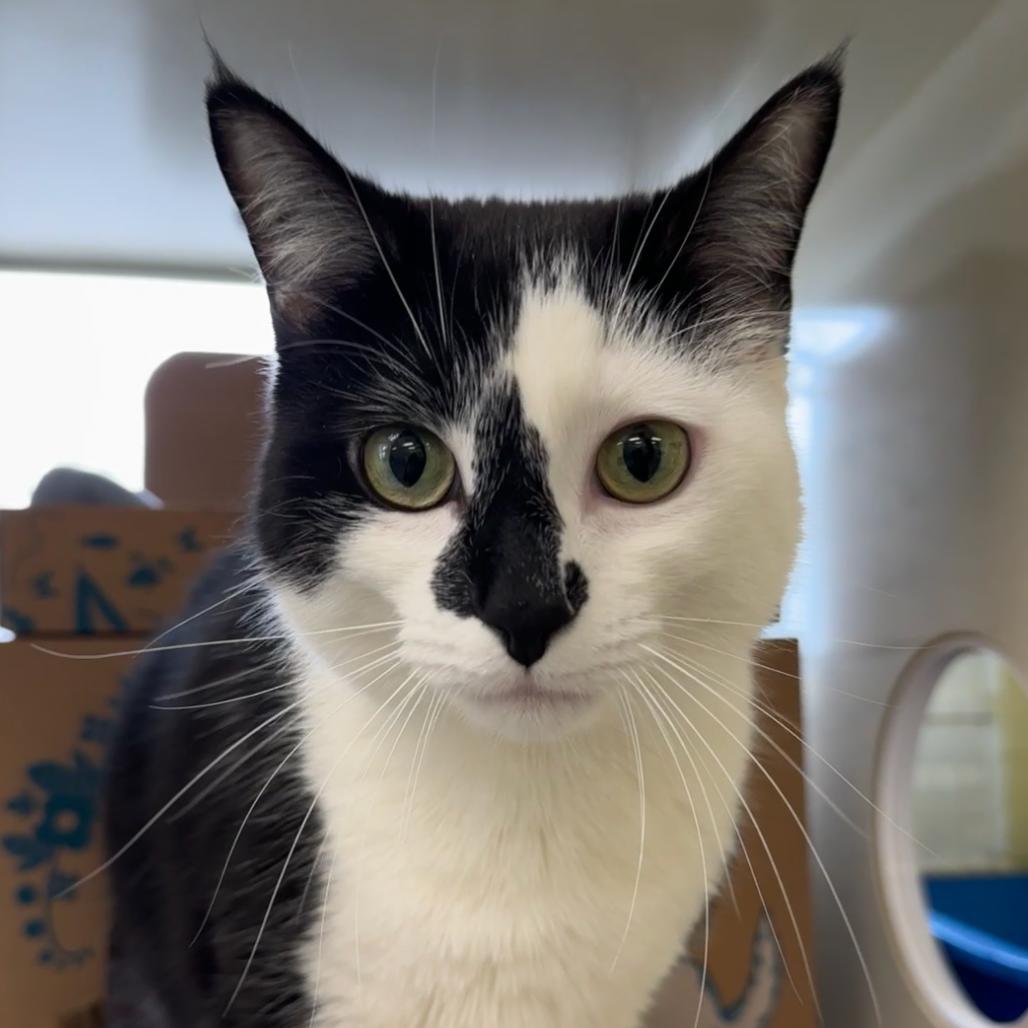 Enlarge Jinx (Petco), a Adoptable Domestic Short Hair in West Olive, MI image 4/6