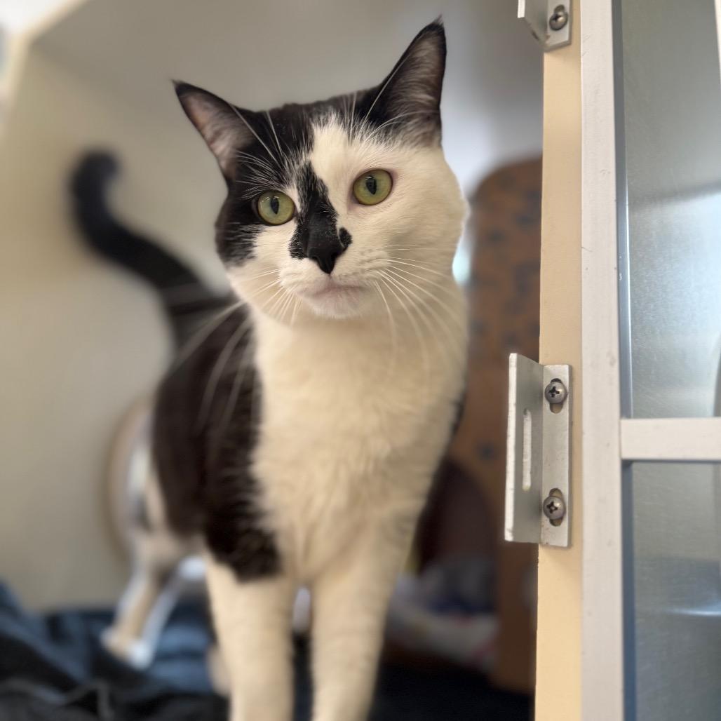 Enlarge Jinx (Petco), a Adoptable Domestic Short Hair in West Olive, MI image 5/6