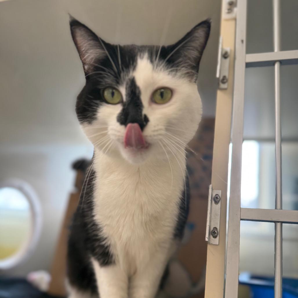 Enlarge Jinx (Petco), a Adoptable Domestic Short Hair in West Olive, MI image 6/6