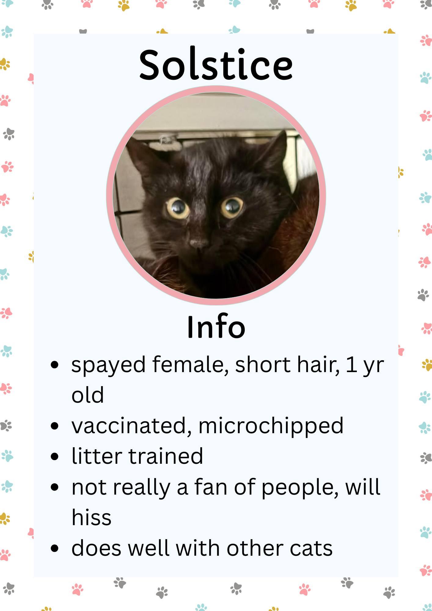 Enlarge Solstice, a ADOPTABLE Domestic Short Hair in Greensburg, IN image 1/1