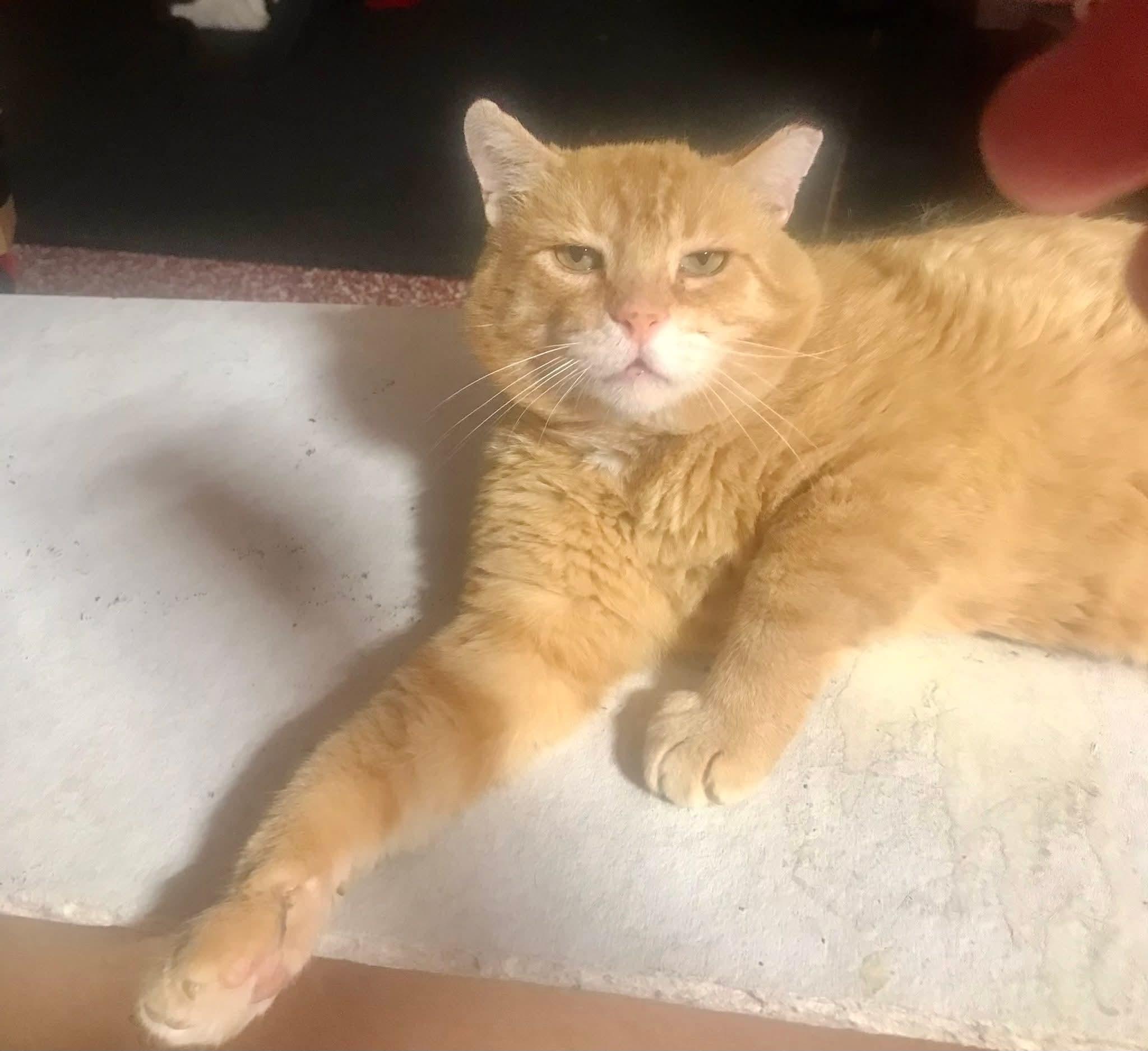 Buddy, Adoptable, Adult Male Domestic Short Hair.