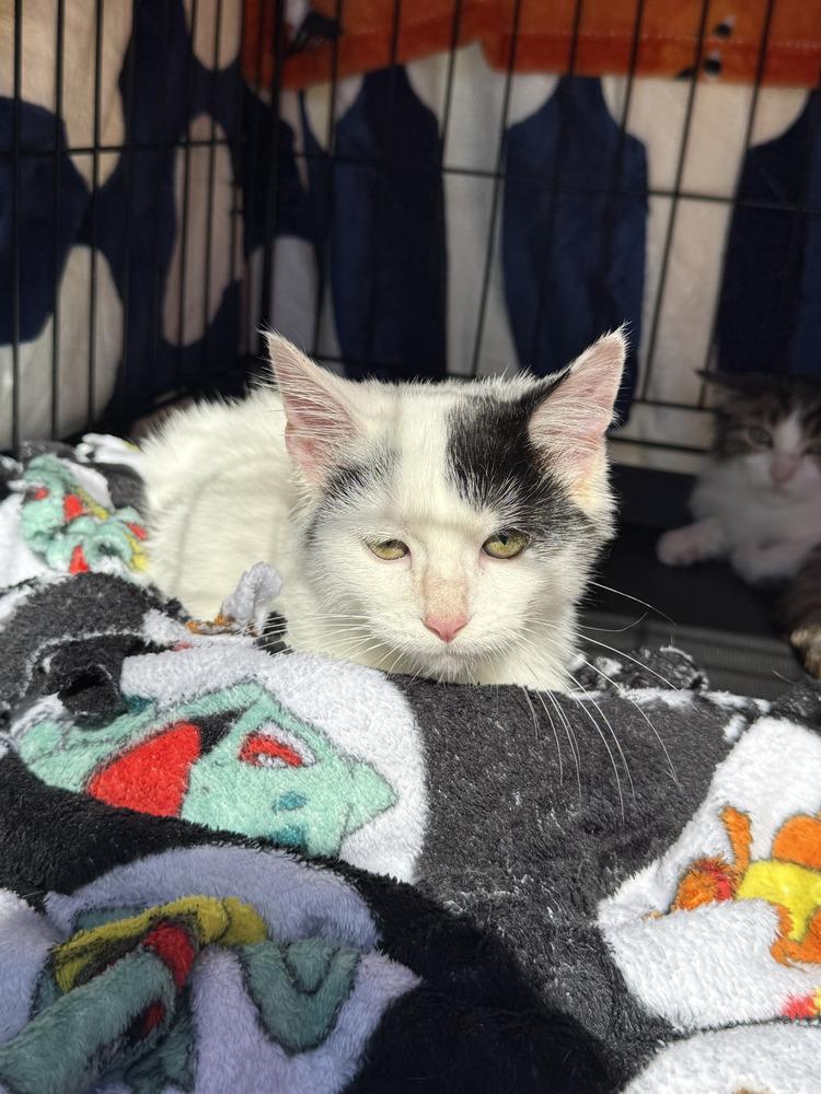 Enlarge Solar K 270, a Adoptable Domestic Short Hair in Metamora, IL image 1/1